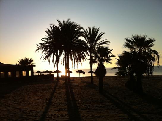 Jacaranda Estepona